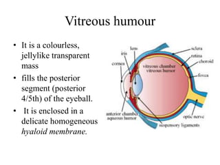 Vitreous humour
• It is a colourless,
jellylike transparent
mass
• fills the posterior
segment (posterior
4/5th) of the eyeball.
• It is enclosed in a
delicate homogeneous
hyaloid membrane.
 