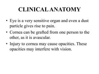CLINICALANATOMY
• Eye is a very sensitive organ and even a dust
particle gives rise to pain.
• Cornea can be grafted from one person to the
other, as it is avascular.
• Injury to cornea may cause opacities. These
opacities may interfere with vision.
 