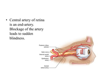 • Central artery of retina
is an end-artery.
Blockage of the artery
leads to sudden
blindness.
 