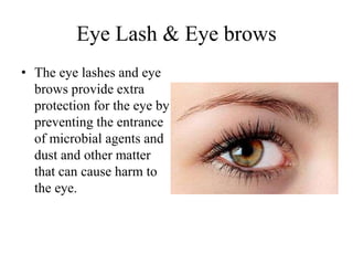 Eye Lash & Eye brows
• The eye lashes and eye
brows provide extra
protection for the eye by
preventing the entrance
of microbial agents and
dust and other matter
that can cause harm to
the eye.
 