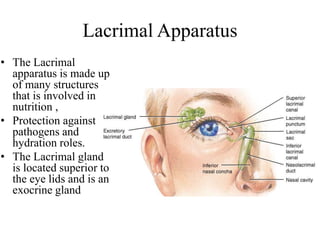 Lacrimal Apparatus
• The Lacrimal
apparatus is made up
of many structures
that is involved in
nutrition ,
• Protection against
pathogens and
hydration roles.
• The Lacrimal gland
is located superior to
the eye lids and is an
exocrine gland
 