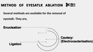 METHOD OF EYESATLK ABLATION ✂️🤔
Several methods are available for the removal of
eyestalk. They are,
Enucleation
Ligation
Cautery:
(Electrocauterisation)
 