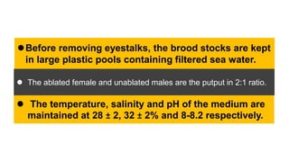 Before removing eyestalks, the brood stocks are kept
in large plastic pools containing filtered sea water.
 The temperature, salinity and pH of the medium are
maintained at 28 ± 2, 32 ± 2% and 8-8.2 respectively.
 The ablated female and unablated males are the putput in 2:1 ratio.
 