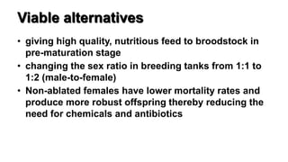Viable alternatives
• giving high quality, nutritious feed to broodstock in
pre-maturation stage
• changing the sex ratio in breeding tanks from 1:1 to
1:2 (male-to-female)
• Non-ablated females have lower mortality rates and
produce more robust offspring thereby reducing the
need for chemicals and antibiotics
 