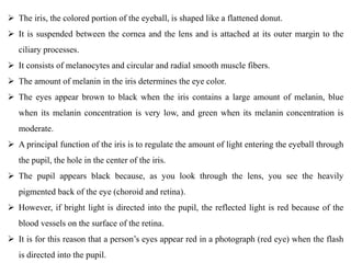  The iris, the colored portion of the eyeball, is shaped like a flattened donut.
 It is suspended between the cornea and the lens and is attached at its outer margin to the
ciliary processes.
 It consists of melanocytes and circular and radial smooth muscle fibers.
 The amount of melanin in the iris determines the eye color.
 The eyes appear brown to black when the iris contains a large amount of melanin, blue
when its melanin concentration is very low, and green when its melanin concentration is
moderate.
 A principal function of the iris is to regulate the amount of light entering the eyeball through
the pupil, the hole in the center of the iris.
 The pupil appears black because, as you look through the lens, you see the heavily
pigmented back of the eye (choroid and retina).
 However, if bright light is directed into the pupil, the reflected light is red because of the
blood vessels on the surface of the retina.
 It is for this reason that a person’s eyes appear red in a photograph (red eye) when the flash
is directed into the pupil.
 