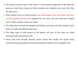  The neural (sensory) layer of the retina is a multi-layered outgrowth of the brain that
processes visual data extensively before sending nerve impulses into axons that form
the optic nerve.
 Three distinct layers of retinal neurons- the photoreceptor layer, the bipolar cell layer,
and the ganglion cell layer are separated by two zones, the outer and inner synaptic
layers, where synaptic contacts are made.
 The light passes through the ganglion and bipolar cell layers and both synaptic layers
before it reaches the photoreceptor layer.
 Two other types of cells present in the bipolar cell layer of the retina are called
horizontal cells and amacrine cells.
 These cells form laterally directed neural circuits that modify the signals being
transmitted along the pathway from photoreceptors to bipolar cells to ganglion cells.
 