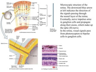 Microscopic structure of the
retina. The downward blue arrow
at left indicates the direction of
the signals passing through
the neural layer of the retina.
Eventually, nerve impulses arise
in ganglion cells and propagate
along their axons, which make up
the optic (II) nerve.
In the retina, visual signals pass
from photoreceptors to bipolar
cells to ganglion cells.
 