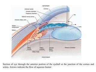 Section of eye through the anterior portion of the eyeball at the junction of the cornea and
sclera. Arrows indicate the flow of aqueous humor
 
