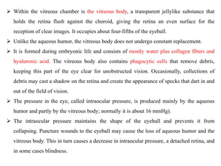  Within the vitreous chamber is the vitreous body, a transparent jellylike substance that
holds the retina flush against the choroid, giving the retina an even surface for the
reception of clear images. It occupies about four-fifths of the eyeball.
 Unlike the aqueous humor, the vitreous body does not undergo constant replacement.
 It is formed during embryonic life and consists of mostly water plus collagen fibers and
hyaluronic acid. The vitreous body also contains phagocytic cells that remove debris,
keeping this part of the eye clear for unobstructed vision. Occasionally, collections of
debris may cast a shadow on the retina and create the appearance of specks that dart in and
out of the field of vision.
 The pressure in the eye, called intraocular pressure, is produced mainly by the aqueous
humor and partly by the vitreous body; normally it is about 16 mmHg).
 The intraocular pressure maintains the shape of the eyeball and prevents it from
collapsing. Puncture wounds to the eyeball may cause the loss of aqueous humor and the
vitreous body. This in turn causes a decrease in intraocular pressure, a detached retina, and
in some cases blindness.
 