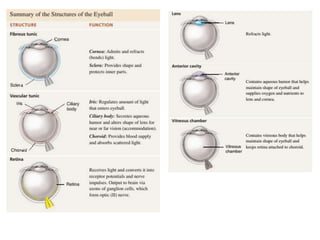 Eye structure.pptx