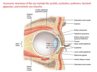 Accessory structures of the eye include the eyelids, eyelashes, eyebrows, lacrimal
apparatus, and extrinsic eye muscles
 