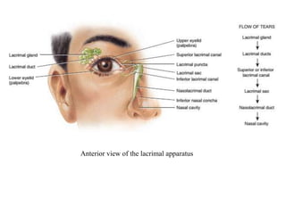 Anterior view of the lacrimal apparatus
 
