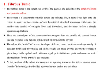 1. Fibrous Tunic
 The fibrous tunic is the superficial layer of the eyeball and consists of the anterior cornea
and posterior sclera
 The cornea is a transparent coat that covers the coloured iris, it helps focus light onto the
retina; its outer surface consists of non keratinized stratified squamous epithelium, the
middle coat consists of collagen fibers and fibroblasts, and the inner surface is simple
squamous epithelium.
 Since the central part of the cornea receives oxygen from the outside air, contact lenses
that are worn for long periods of time must be permeable to oxygen
 The sclera, the “white” of the eye, is a layer of dense connective tissue made up mostly of
collagen fibers and fibroblasts; the sclera covers the entire eyeball except the cornea; it
gives shape to the eyeball, makes it more rigid, protects its inner parts, and serves as a site
of attachment for the extrinsic eye muscles.
 At the junction of the sclera and cornea is an opening known as the scleral venous sinus
(canal of Schlemm); a fluid called aqueous humor, drains into this sinus
 