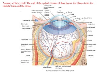 Anatomy of the eyeball: The wall of the eyeball consists of three layers: the fibrous tunic, the
vascular tunic, and the retina.
 