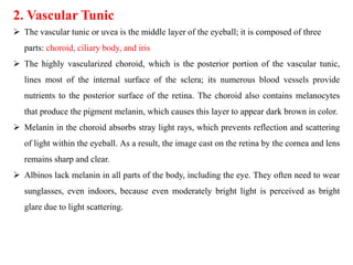 2. Vascular Tunic
 The vascular tunic or uvea is the middle layer of the eyeball; it is composed of three
parts: choroid, ciliary body, and iris
 The highly vascularized choroid, which is the posterior portion of the vascular tunic,
lines most of the internal surface of the sclera; its numerous blood vessels provide
nutrients to the posterior surface of the retina. The choroid also contains melanocytes
that produce the pigment melanin, which causes this layer to appear dark brown in color.
 Melanin in the choroid absorbs stray light rays, which prevents reflection and scattering
of light within the eyeball. As a result, the image cast on the retina by the cornea and lens
remains sharp and clear.
 Albinos lack melanin in all parts of the body, including the eye. They often need to wear
sunglasses, even indoors, because even moderately bright light is perceived as bright
glare due to light scattering.
 