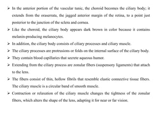  In the anterior portion of the vascular tunic, the choroid becomes the ciliary body; it
extends from the oraserrata, the jagged anterior margin of the retina, to a point just
posterior to the junction of the sclera and cornea.
 Like the choroid, the ciliary body appears dark brown in color because it contains
melanin-producing melanocytes.
 In addition, the ciliary body consists of ciliary processes and ciliary muscle.
 The ciliary processes are protrusions or folds on the internal surface of the ciliary body.
 They contain blood capillaries that secrete aqueous humor.
 Extending from the ciliary process are zonular fibers (suspensory ligaments) that attach
to the lens.
 The fibers consist of thin, hollow fibrils that resemble elastic connective tissue fibers.
The ciliary muscle is a circular band of smooth muscle.
 Contraction or relaxation of the ciliary muscle changes the tightness of the zonular
fibers, which alters the shape of the lens, adapting it for near or far vision.
 