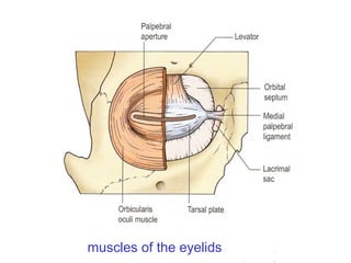 muscles of the eyelids
 