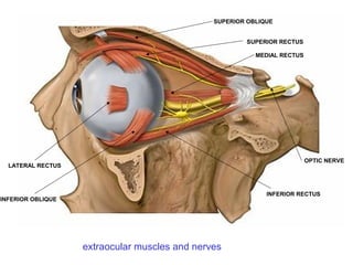 extraocular muscles and nerves
LATERAL RECTUS
INFERIOR RECTUS
SUPERIOR OBLIQUE
SUPERIOR RECTUS
INFERIOR OBLIQUE
MEDIAL RECTUS
OPTIC NERVE
 