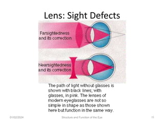Lens: Sight Defects
01/02/2024 Structure and Function of the Eye 11
 