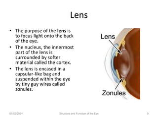 Lens
• The purpose of the lens is
to focus light onto the back
of the eye.
• The nucleus, the innermost
part of the lens is
surrounded by softer
material called the cortex.
• The lens is encased in a
capsular-like bag and
suspended within the eye
by tiny guy wires called
zonules.
01/02/2024 Structure and Function of the Eye 9
 