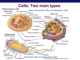 Regents Biology
Cells: Two main types
 