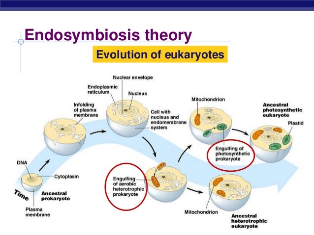 In the origin of the eukaryotes, endosymbiosis
