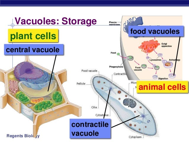 Eykaryotes
