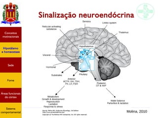 Funções do encéfalo I
Sinalização neuroendócrina
Hipotálamo
e homeostase
Conceitos
motivacionais
Áreas funcionais
do córtex
Sede
Fome
Sensação e
percepção
Controle
motor
Sistema
comportamental
Molina, 2010
Hipotálamo
e homeostase
Conceitos
motivacionais
Áreas funcionais
do córtex
Sede
Fome
Sistema
comportamental
 