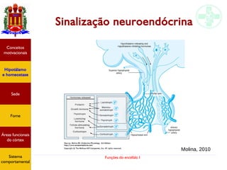 Funções do encéfalo I
Sinalização neuroendócrina
Hipotálamo
e homeostase
Conceitos
motivacionais
Áreas funcionais
do córtex
Sede
Fome
Sensação e
percepção
Controle
motor
Sistema
comportamental
Molina, 2010
Hipotálamo
e homeostase
Conceitos
motivacionais
Áreas funcionais
do córtex
Sede
Fome
Sistema
comportamental
 