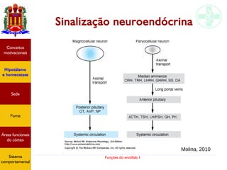 Funções do encéfalo I
Sinalização neuroendócrina
Hipotálamo
e homeostase
Conceitos
motivacionais
Áreas funcionais
do córtex
Sede
Fome
Sensação e
percepção
Controle
motor
Sistema
comportamental
Molina, 2010
Hipotálamo
e homeostase
Conceitos
motivacionais
Áreas funcionais
do córtex
Sede
Fome
Sistema
comportamental
 