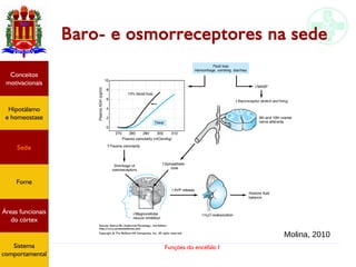 Funções do encéfalo I
Baro- e osmorreceptores na sede
Hipotálamo
e homeostase
Conceitos
motivacionais
Áreas funcionais
do córtex
Sede
Fome
Sensação e
percepção
Controle
motor
Sistema
comportamental
Molina, 2010
Hipotálamo
e homeostase
Conceitos
motivacionais
Áreas funcionais
do córtex
Sede
Fome
Sistema
comportamental
 