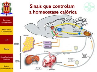 Funções do encéfalo I
Hipotálamo
e homeostase
Conceitos
motivacionais
Áreas funcionais
do córtex
Sede
Fome
Sensação e
percepção
Controle
motor
Sistema
comportamental
Sinais que controlam
a homeostase calórica
Hipotálamo
e homeostase
Conceitos
motivacionais
Áreas funcionais
do córtex
Sede
Fome
Sistema
comportamental
 