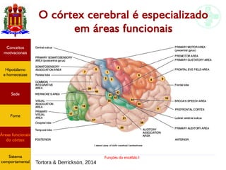 Funções do encéfalo I
Hipotálamo
e homeostase
Conceitos
motivacionais
Áreas funcionais
do córtex
Sede
Fome
Sensação e
percepção
Controle
motor
Sistema
comportamental
O córtex cerebral é especializado
em áreas funcionais
Tortora & Derrickson, 2014
Hipotálamo
e homeostase
Conceitos
motivacionais
Áreas funcionais
do córtex
Sede
Fome
Sistema
comportamental
 