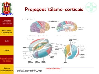 Funções do encéfalo I
Hipotálamo
e homeostase
Conceitos
motivacionais
Áreas funcionais
do córtex
Sede
Fome
Sistema
comportamental
Projeções tálamo-corticais
Tortora & Derrickson, 2014
 