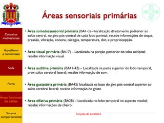Funções do encéfalo I
Áreas sensoriais primárias
●
Área somatossensorial primária (BA1-3) – localização diretamente posterior ao
sulco central, no giro pós-central de cada lobo parietal; recebe informações de toque,
pressão, vibração, coceira, cócegas, temperatura, dor, e propriocepção.
●
Área visual primária (BA17) – Localizada na porção posterior do lobo occipital;
recebe informação visual.
●
Área auditiva primária (BA41-42) – Localizada na parte superior do lobo temporal,
próx sulco cerebral lateral; recebe informação de som.
●
Área gustatória primária (BA43) localizada na base do giro pós-central superior ao
sulco cerebral lateral; recebe informação de gosto
●
Área olfativa primária (BA28) – Localizada no lobo temporal no aspecto medial;
recebe informações de cheiro.
Hipotálamo
e homeostase
Conceitos
motivacionais
Áreas funcionais
do córtex
Sede
Fome
Sistema
comportamental
 