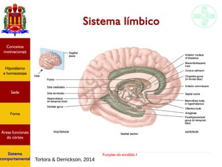 Funções do encéfalo I
Sistema límbico
Hipotálamo
e homeostase
Conceitos
motivacionais
Áreas funcionais
do córtex
Sede
Fome
Sistema
comportamental Tortora & Derrickson, 2014
 
