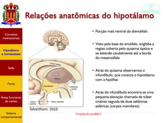 Funções do encéfalo I
Relações anatômicas do hipotálamo
Hipotálamo
e homeostase
Conceitos
motivacionais
Áreas funcionais
do córtex
Sede
Fome
Sensação e
percepção
Controle
motor
Sistema
comportamental
●
Porção mais ventral do diencéfalo
●
Visto pela base do encéfalo, engloba a
regiao coberta pelo quiasma óptico e
se estende caudalmente até a borda
do mesencéfalo
●
Atrás do quiasma observamos o
infundíbulo, que conecta o hipotálamo
com a hipófise
●
Atrás do infundíbulo encontra-se uma
pequena elevação chamada de túber
cinéreo seguida de duas saliências
esféricas (corpos mamilares)
Hipotálamo
e homeostase
Conceitos
motivacionais
Áreas funcionais
do córtex
Sede
Fome
Sensação e
percepção
Controle
motor
Sistema
comportamental
Silverthorn, 2010
Hipotálamo
e homeostase
Conceitos
motivacionais
Áreas funcionais
do córtex
Sede
Fome
Sistema
comportamental
 
