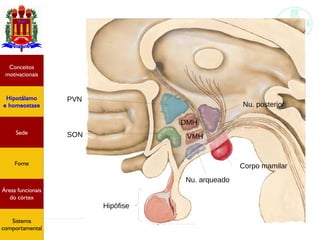 Funções do encéfalo I
Hipotálamo
e homeostase
Conceitos
motivacionais
Áreas funcionais
do córtex
Sede
Fome
Sensação e
percepção
Controle
motor
Sistema
comportamental
PVN
SON
Nu. arqueado
Corpo mamilar
Nu. posterior
DMH
VMH
Hipófise
Hipotálamo
e homeostase
Conceitos
motivacionais
Áreas funcionais
do córtex
Sede
Fome
Sistema
comportamental
 