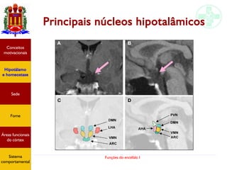 Funções do encéfalo I
Principais núcleos hipotalâmicos
Hipotálamo
e homeostase
Conceitos
motivacionais
Áreas funcionais
do córtex
Sede
Fome
Sensação e
percepção
Controle
motor
Sistema
comportamental
Hipotálamo
e homeostase
Conceitos
motivacionais
Áreas funcionais
do córtex
Sede
Fome
Sistema
comportamental
 