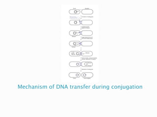 Mechanism of DNA transfer during conjugation
 