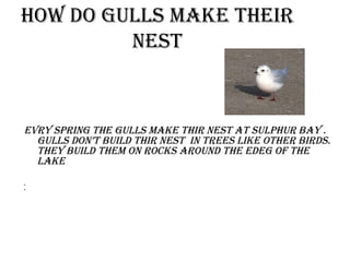 HOw dO GULLS mAkE THEiR
nEST
EvRY SPRinG THE GULLS mAkE THiR nEST AT SULPHUR BAY .
GULLS dOn’T BUiLd THiR nEST in TREES LikE OTHER BiRdS.
THEY BUiLd THEm On ROckS AROUnd THE EdEG OF THE
LAkE
•
•