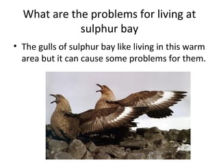 What are the problems for living at
sulphur bay
• The gulls of sulphur bay like living in this warm
area but it can cause some problems for them.
 