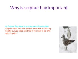 Why is sulphur bay important
At Sulphur Bay there is a rocky area of land called
Sulphur Point. You can see the birds from a walk way
nearby but you need ask DOC if you want to go onto
sulphur point.
 