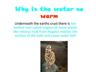 Why is the water so
warm
Underneath the earths crust there is hot
melted rock called magma.IN some places
like rotorua heat from magma reaches the
surface of the eath and cause water boil
 