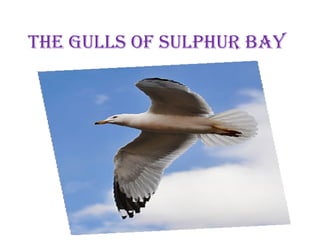 THE GULLS OF SULPHUR BAY
 