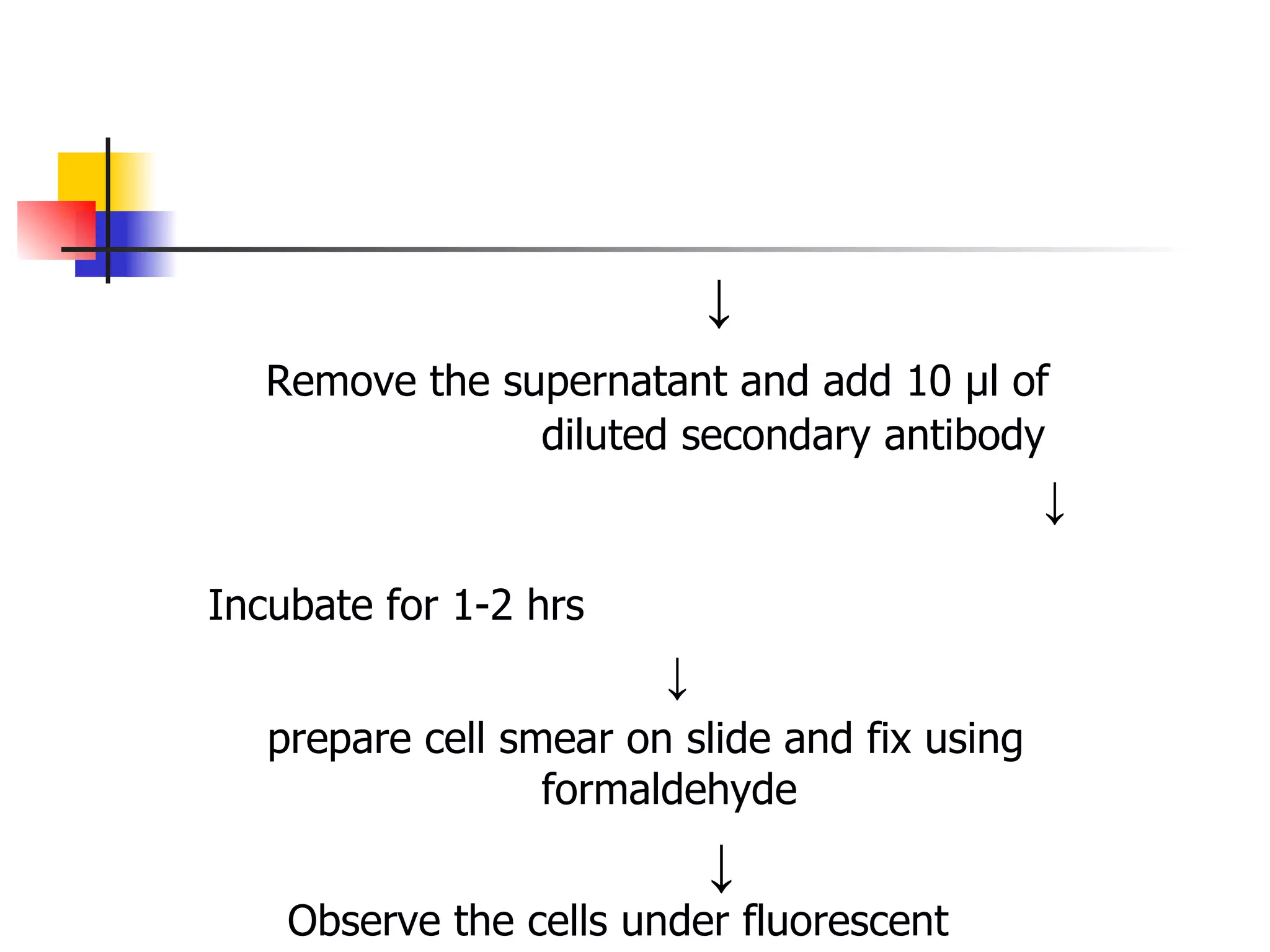 ↓ Remove the supernatant and add 10 µl of    diluted secondary antibody    ↓   Incubate for 1-2 hrs    ↓ prepare cell smear on slide and fix using  formaldehyde ↓    Observe the cells under fluorescent  microscopy    