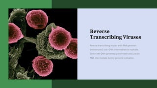 Reverse
Transcribing Viruses
Reverse transcribing viruses with RNA genomes
(retroviruses) use a DNA intermediate to replicate.
Those with DNA genomes (pararetroviruses) use an
RNA intermediate during genome replication.
 