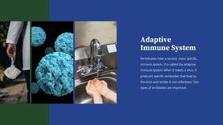Adaptive
Immune System
Vertebrates have a second, more specific,
immune system. It is called the adaptive
immune system. When it meets a virus, it
produces specific antibodies that bind to
the virus and render it non-infectious. Two
types of antibodies are important.
 