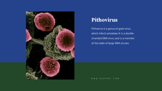 Pithovirus
Pithovirus is a genus of giant virus
which infects amoebae. It is a double-
stranded DNA virus, and is a member
of the clade of large DNA viruses.
W W W . E Z K A R E . C O M
 