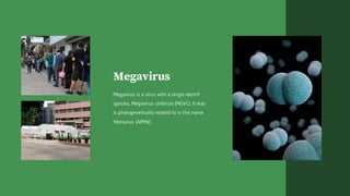 Megavirus
Megavirus is a virus with a single identif
species, Megavirus chilensis (MGVC). It was
is phylogenetically related to or the name
Mimivirus (APMV).
 